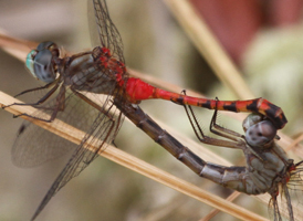 Blue-faced Meadowhawk